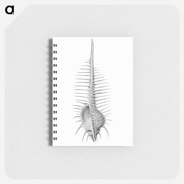 アートメモ帳-Vintage shell marine life illustration - エルンスト ヘッケル Memo.