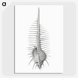 2-76_Ernst-Haeckel_picture-crop