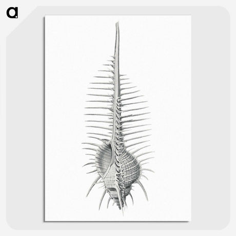 2-76_Ernst-Haeckel_picture-crop