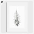 2-76_Ernst-Haeckel_picture