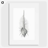 2-76_Ernst-Haeckel_picture
