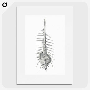 2-76_Ernst-Haeckel_picture