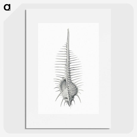 2-76_Ernst-Haeckel_picture