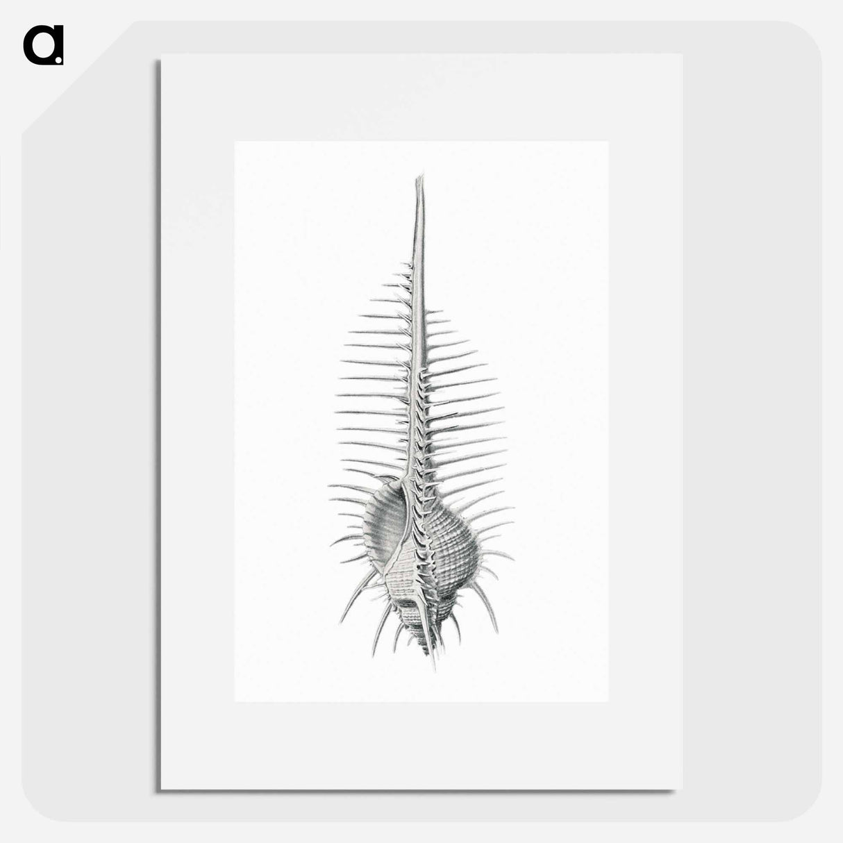 Vintage shell marine life illustration - エルンスト ヘッケル Poster.