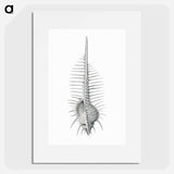 Vintage shell marine life illustration - エルンスト ヘッケル Poster.