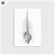 2-76_Ernst-Haeckel_postcard