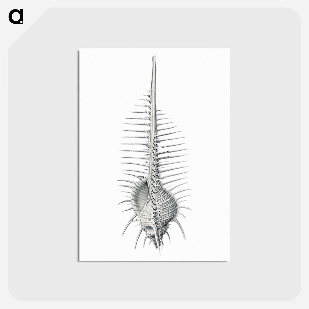 アートポストカード-Vintage shell marine life illustration - エルンスト ヘッケル Postcard.