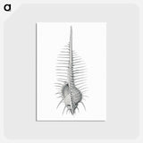 アートポストカード-Vintage shell marine life illustration - エルンスト ヘッケル Postcard.