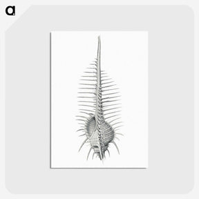 2-76_Ernst-Haeckel_postcard