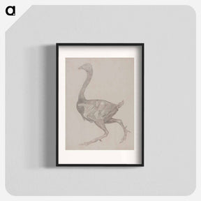 アートポスター-Fowl Body, Lateral View
 - ジョージ スタッブス Poster.