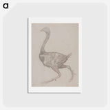 アートポストカード-Fowl Body, Lateral View
 - ジョージ スタッブス Postcard.