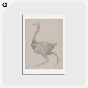 アートポストカード-Fowl Body, Lateral View
 - ジョージ スタッブス Postcard.