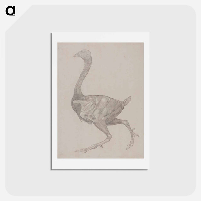 アートポストカード-Fowl Body, Lateral View
 - ジョージ スタッブス Postcard.