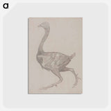 アートポストカード-Fowl Body, Lateral View
 - ジョージ スタッブス Postcard.