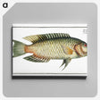 2-76_Ichtyologie-ou-Histoire-naturelle_canvas