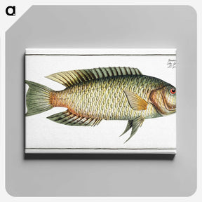 2-76_Ichtyologie-ou-Histoire-naturelle_canvas