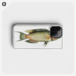 2-76_Ichtyologie-ou-Histoire-naturelle_phone