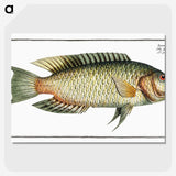 2-76_Ichtyologie-ou-Histoire-naturelle_picture-crop
