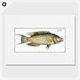 2-76_Ichtyologie-ou-Histoire-naturelle_picture