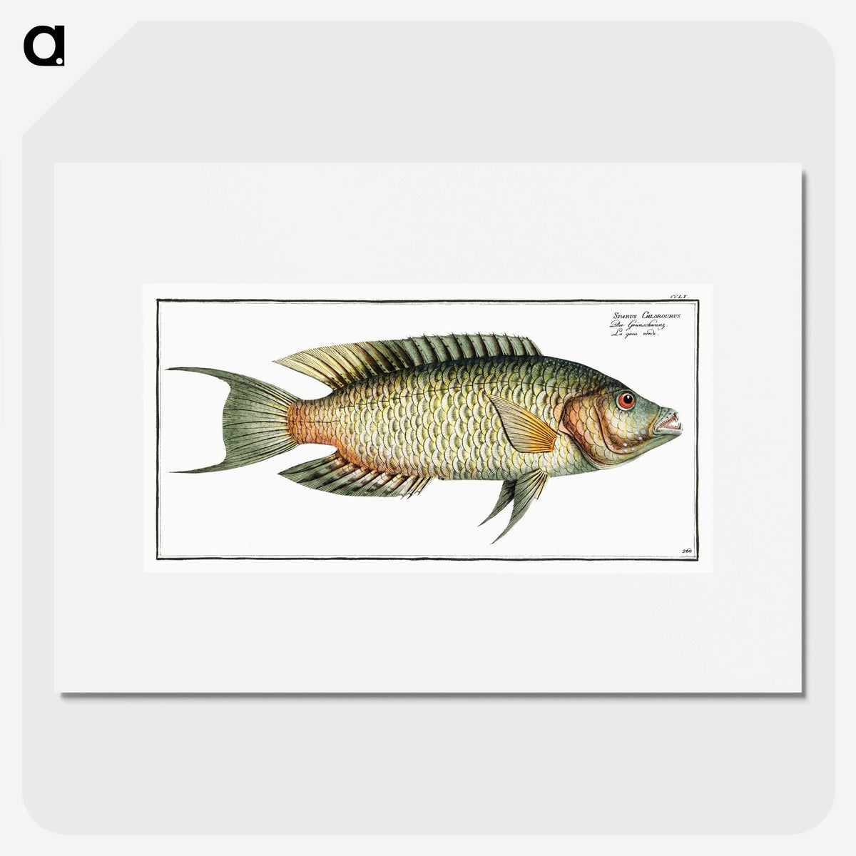 2-76_Ichtyologie-ou-Histoire-naturelle_picture