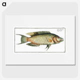 2-76_Ichtyologie-ou-Histoire-naturelle_picture