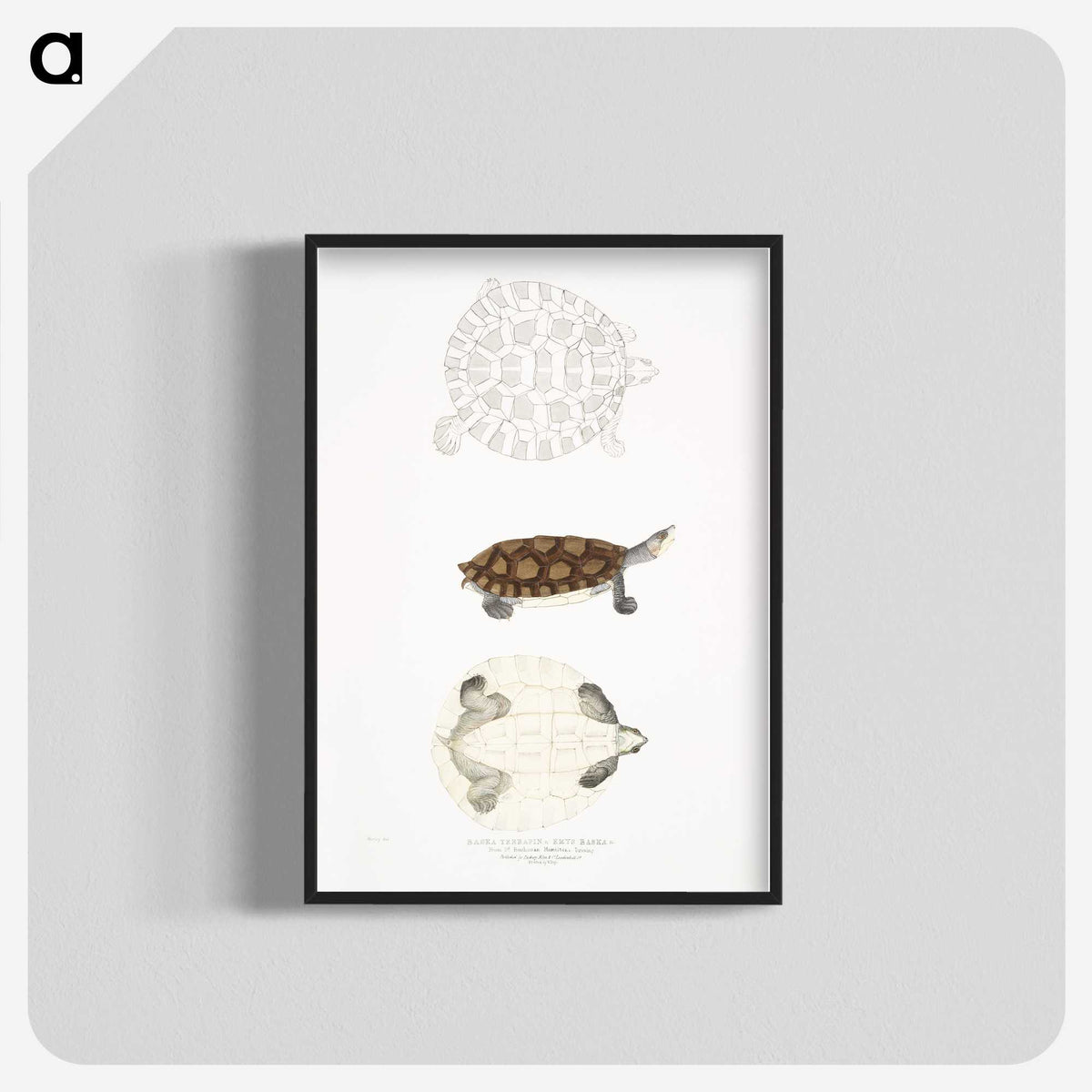2-76_Indian-Zoology_blk-crop