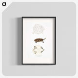 2-76_Indian-Zoology_blk