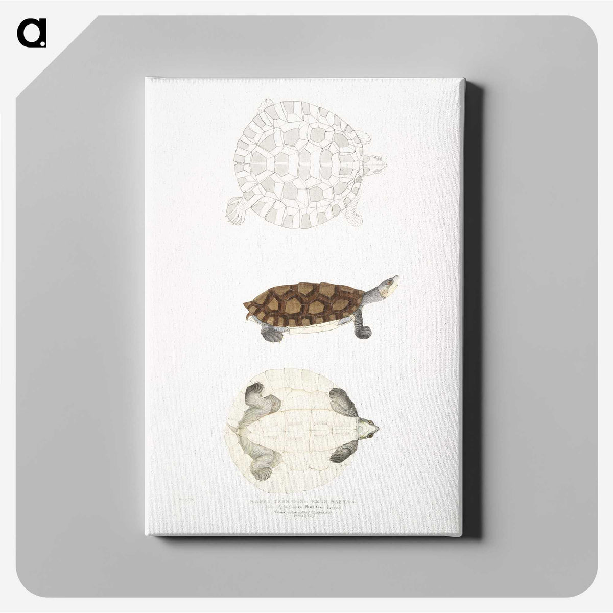 2-76_Indian-Zoology_canvas