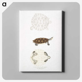 2-76_Indian-Zoology_canvas