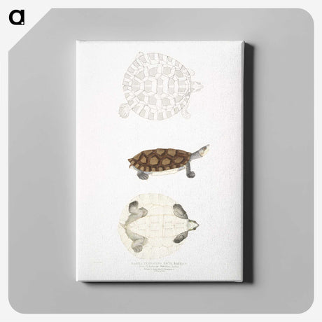 2-76_Indian-Zoology_canvas