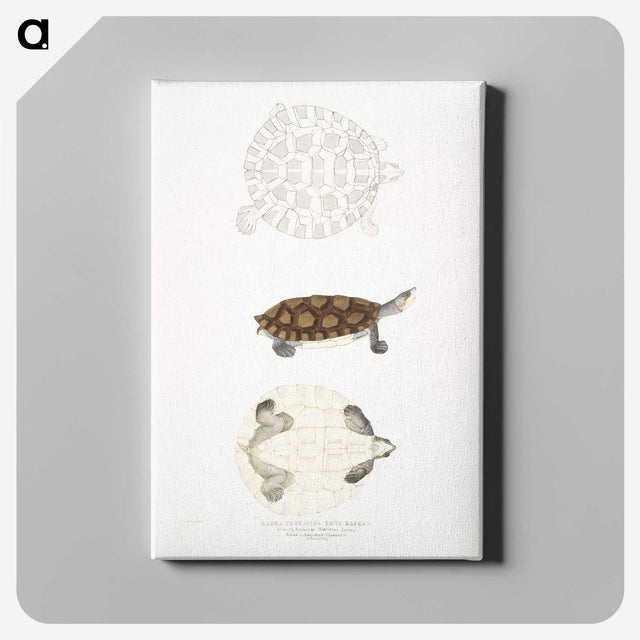2-76_Indian-Zoology_canvas