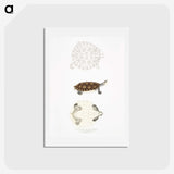 2-76_Indian-Zoology_hagaki