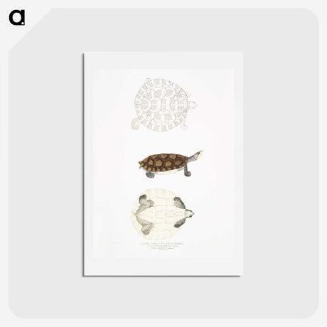 2-76_Indian-Zoology_hagaki