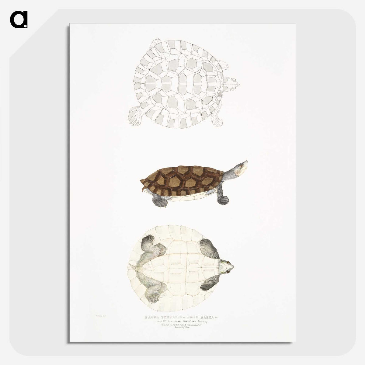 2-76_Indian-Zoology_picture-crop