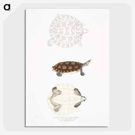 2-76_Indian-Zoology_picture-crop
