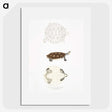 2-76_Indian-Zoology_picture