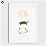 2-76_Indian-Zoology_picture