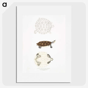 2-76_Indian-Zoology_picture