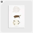 2-76_Indian-Zoology_postcard