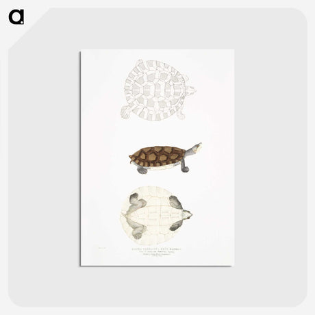 2-76_Indian-Zoology_postcard