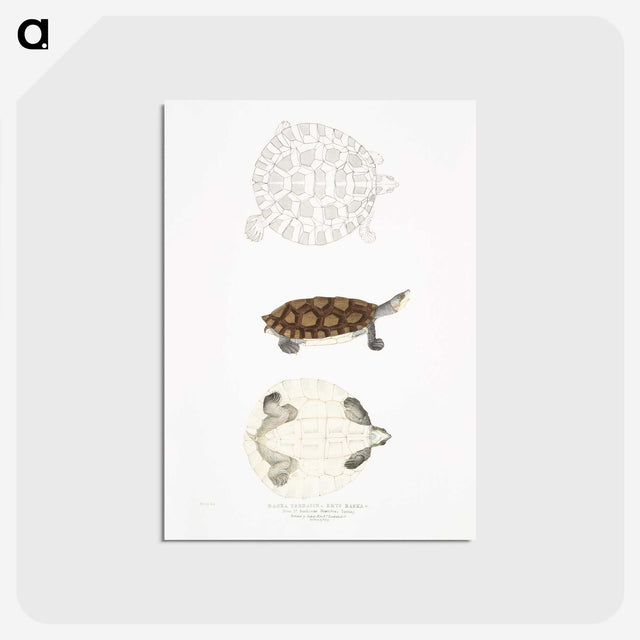 2-76_Indian-Zoology_postcard