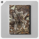 2-76_Insects-Unlocked-Project_canvas