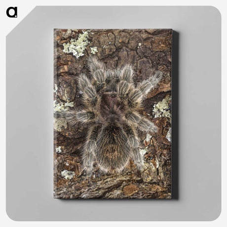 2-76_Insects-Unlocked-Project_canvas
