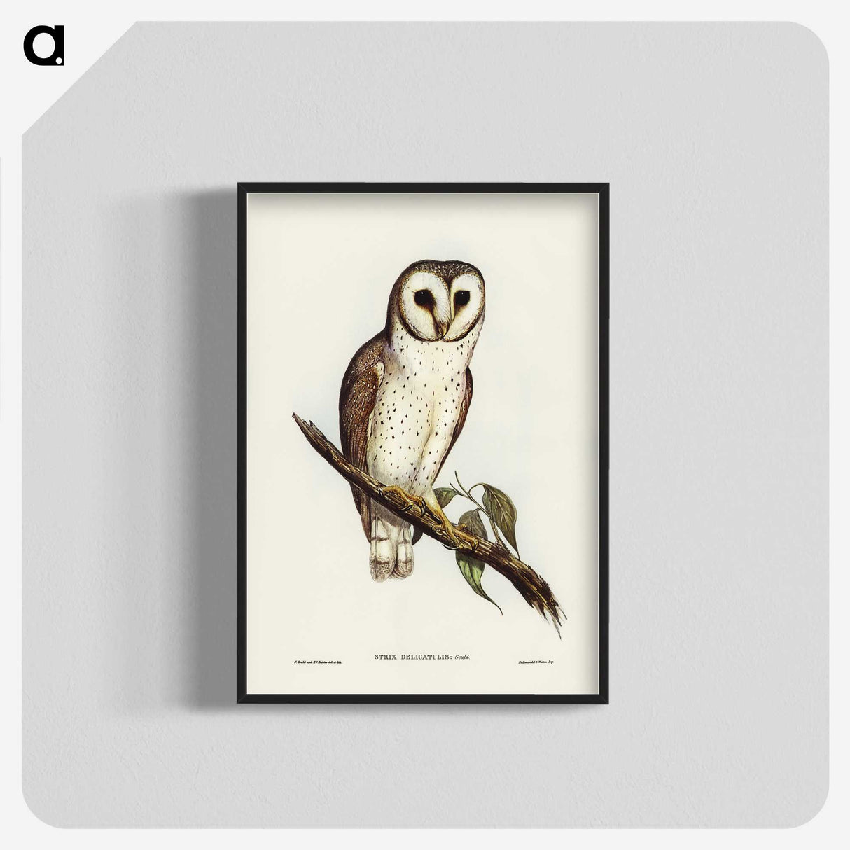 2-76_John-Gould_blk-crop