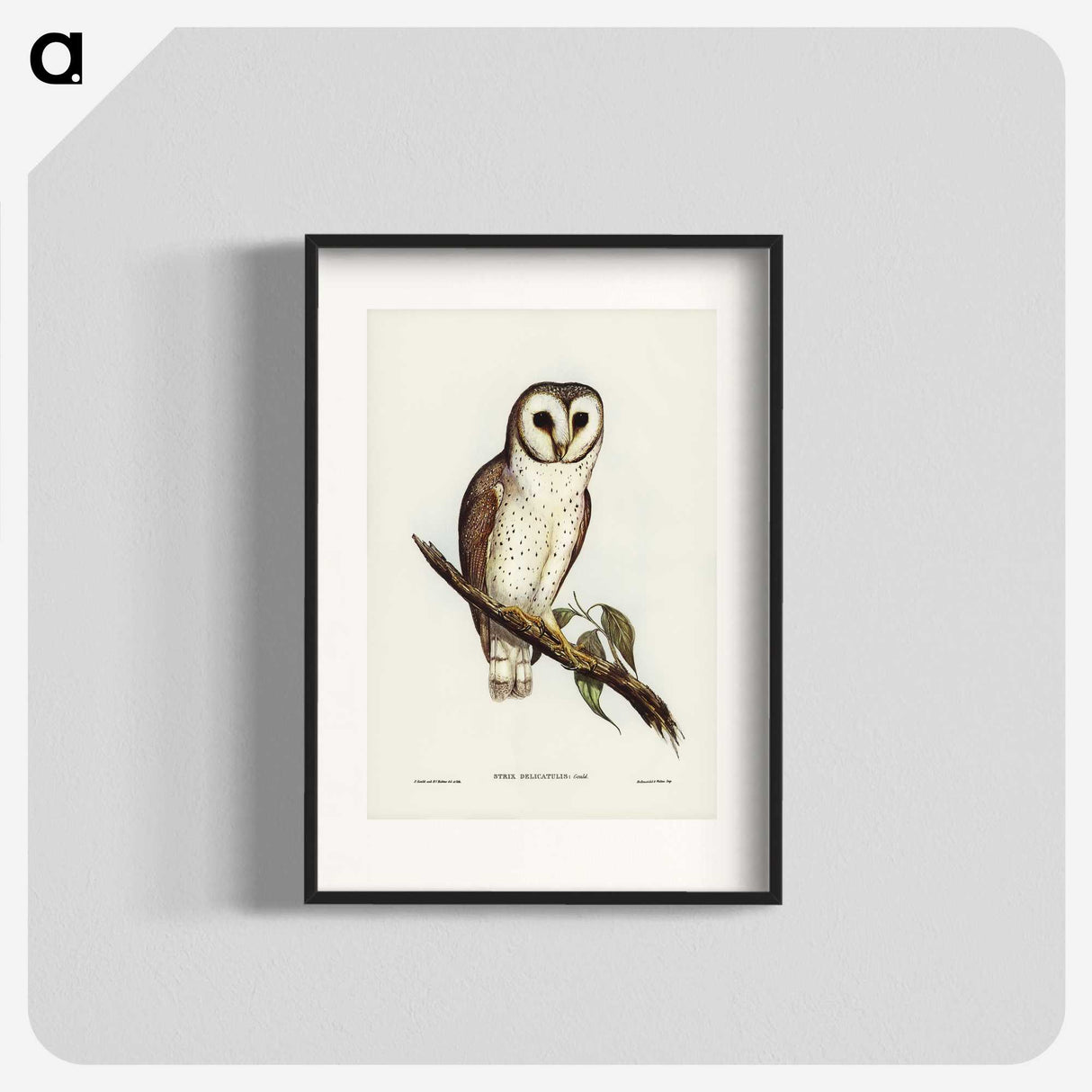 2-76_John-Gould_blk