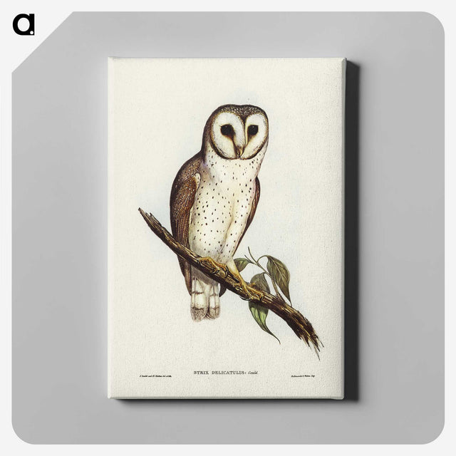 2-76_John-Gould_canvas