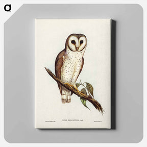 アートパネル-Delicate Owl
 - ジョン グールド Canvas.