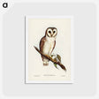 アートポストカード-Delicate Owl
 - ジョン グールド Postcard.