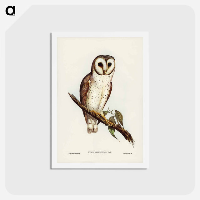 アートポストカード-Delicate Owl
 - ジョン グールド Postcard.
