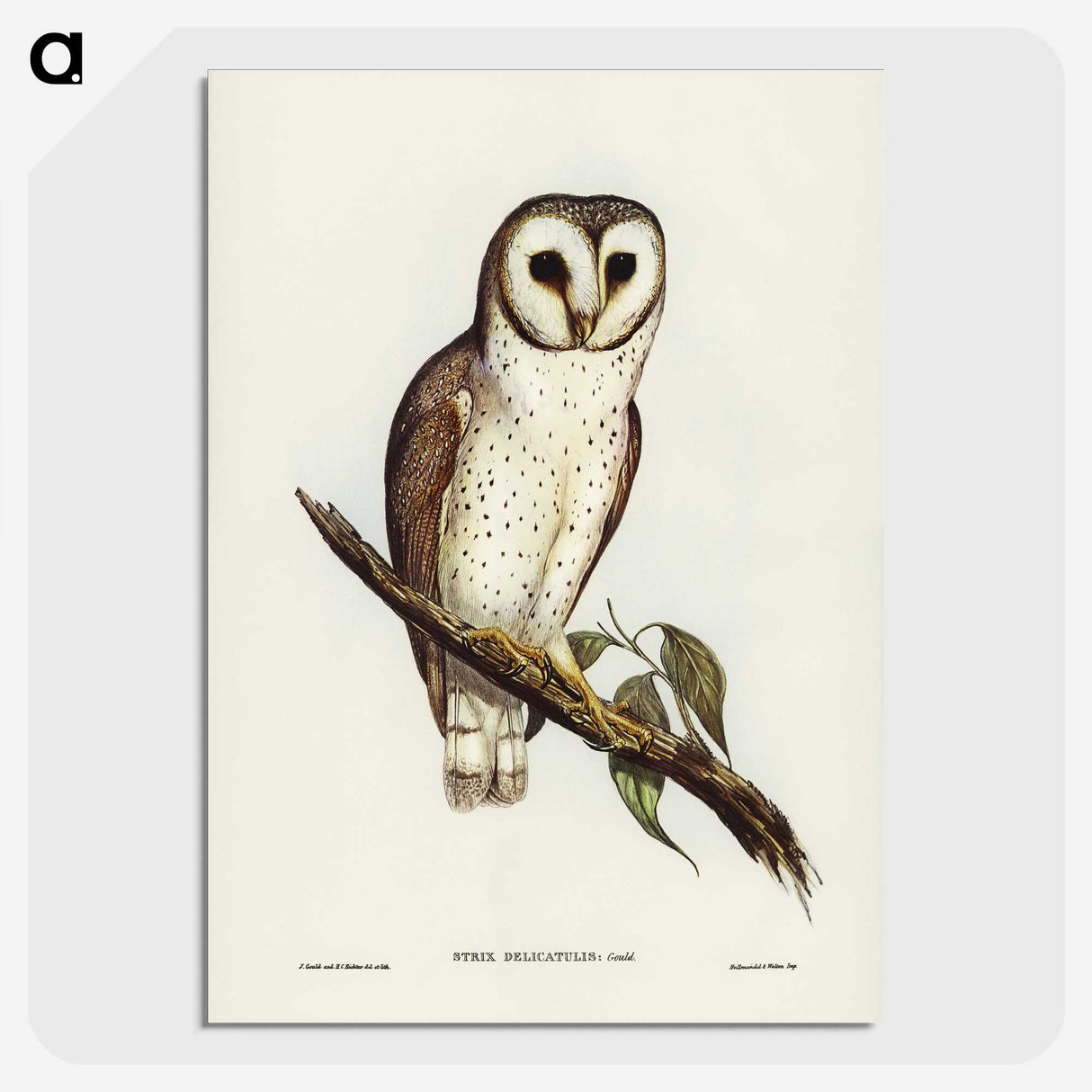 2-76_John-Gould_picture-crop